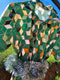 Christmas Kaleidoscope in Evergreen - Pre-Order