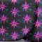 2025 Christmas Design_41 - Pre-Order