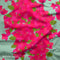 Grand Bougainvillea in Sage - Pre-Order