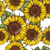 Sunflower Symphony on White - Pre-Order - Clover & Co Fabrics