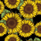 Sunflowers Noir - Pre-order - Clover & Co Fabrics